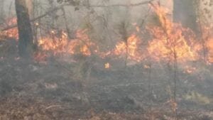 Incendio que afecta Loma la Hoz en Polo consume miles de pino desde la noche del viernes