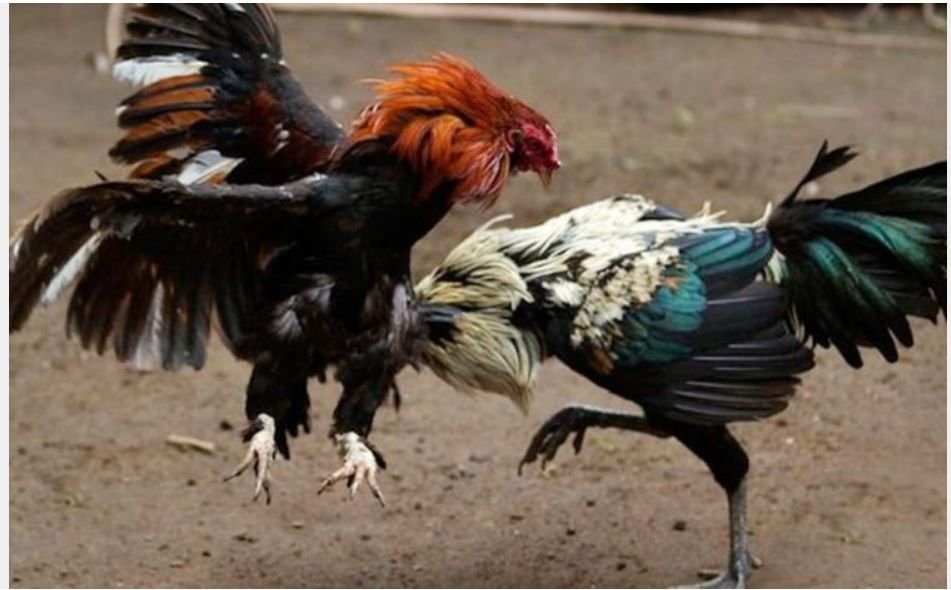 RD da marcha atrás y prohíbe peleas de gallos sin público