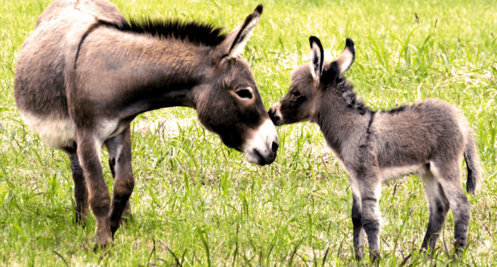 Los asnos fueron domesticados en Egipto hace 6.000 años, según estudio genoma