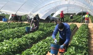 Financiamiento de bancos al sector agropecuario llega a RD$19,932 millones