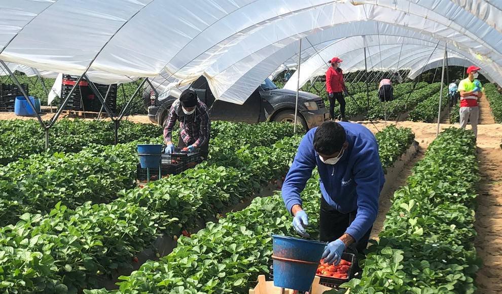 Financiamiento de bancos al sector agropecuario llega a RD$19,932 millones