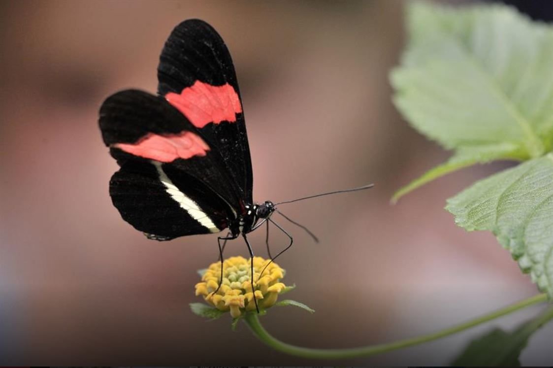 Descubren por qué cambian los colores de las mariposas 2 Descubren por qué cambian los colores de las mariposas