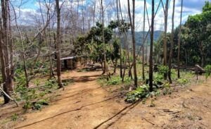 Someten a la justicia hombre que cortó más de 1,700 árboles en Yamasá