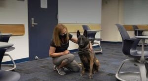 Una universidad de Florida entrena perros para detectar coronavirus