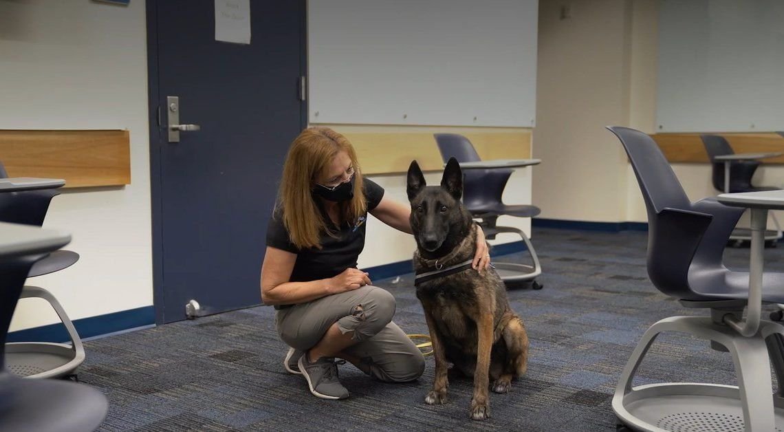 Una universidad de Florida entrena perros para detectar coronavirus