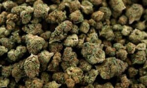 Acuerdan legalizar venta de marihuana recreativa en Nueva York