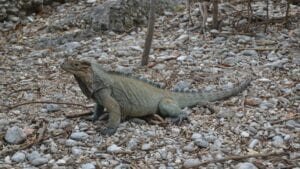 Proyecto de conservación de la biodiversidad de CEMEX recibe recertificación