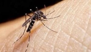 El país registra 67 casos de malaria