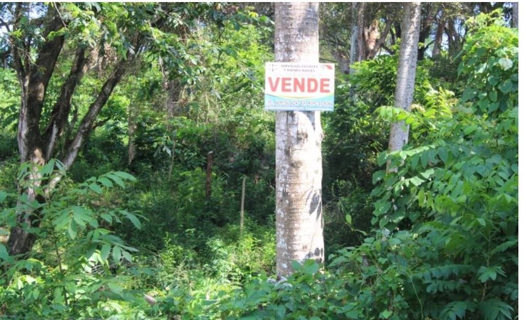 Denuncian acelerada depredación en loma Isabel de Torres