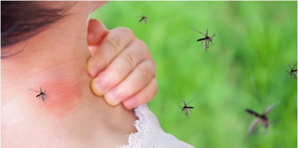Pediatras llaman retomar jornadas de limpieza para prevenir el dengue