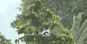 Onamet pronostica lluvias aisladas y tormentas en varias zonas del país