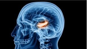 Nuevo avance para comprender cómo aprenden y almacenan recuerdos los humanos