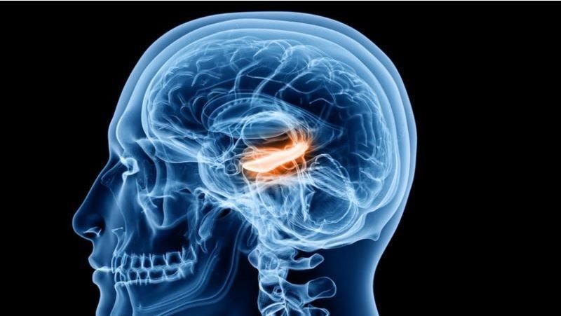 Nuevo avance para comprender cómo aprenden y almacenan recuerdos los humanos