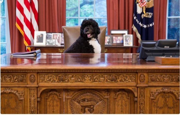 Fallece de cáncer la mascota de los Obama