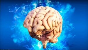 Sonidos y palabras se procesan en el cerebro por separado, según estudio