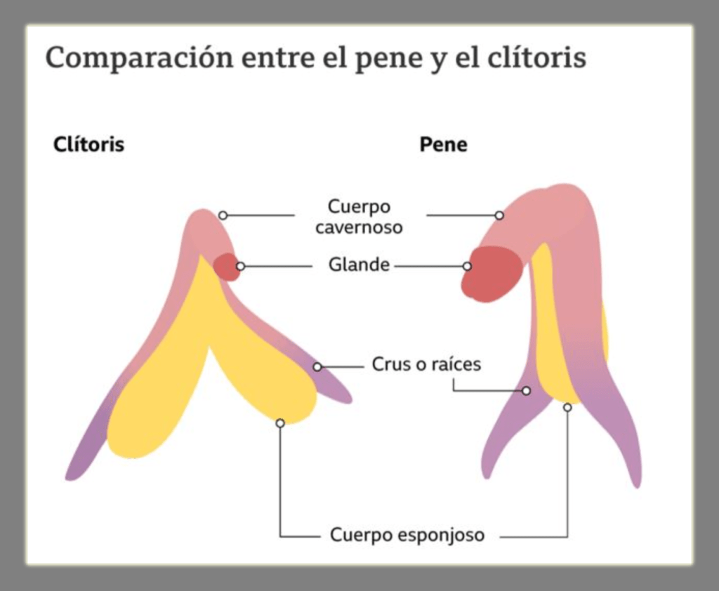 Comparacion entre clitoris y pene Conozca las asombrosas similitudes que hay entre clítoris y pene