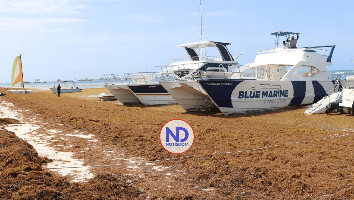Marea de sargazo inunda las cristalinas playas dominicanas