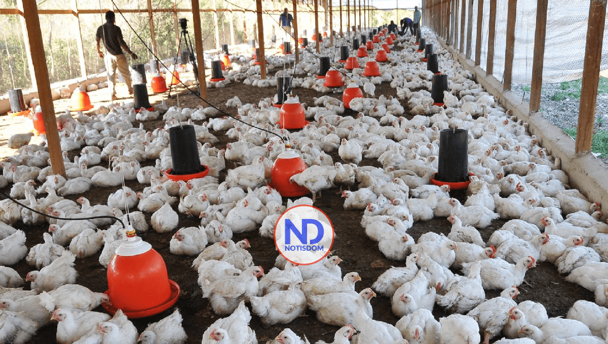 Gobierno autorizará la libre importación de carne de pollo para estabilizar precios