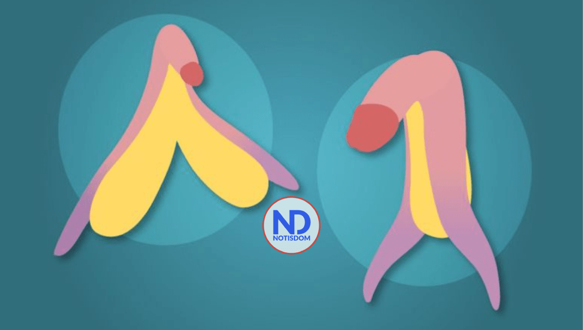 Conozca las asombrosas similitudes que hay entre clítoris y pene