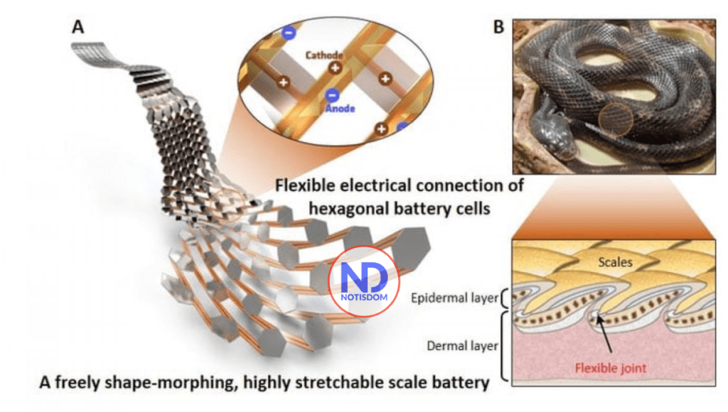 FOTOS ND 2021 10 02T164203.628 Crean batería flexible que se estira como escama de serpiente