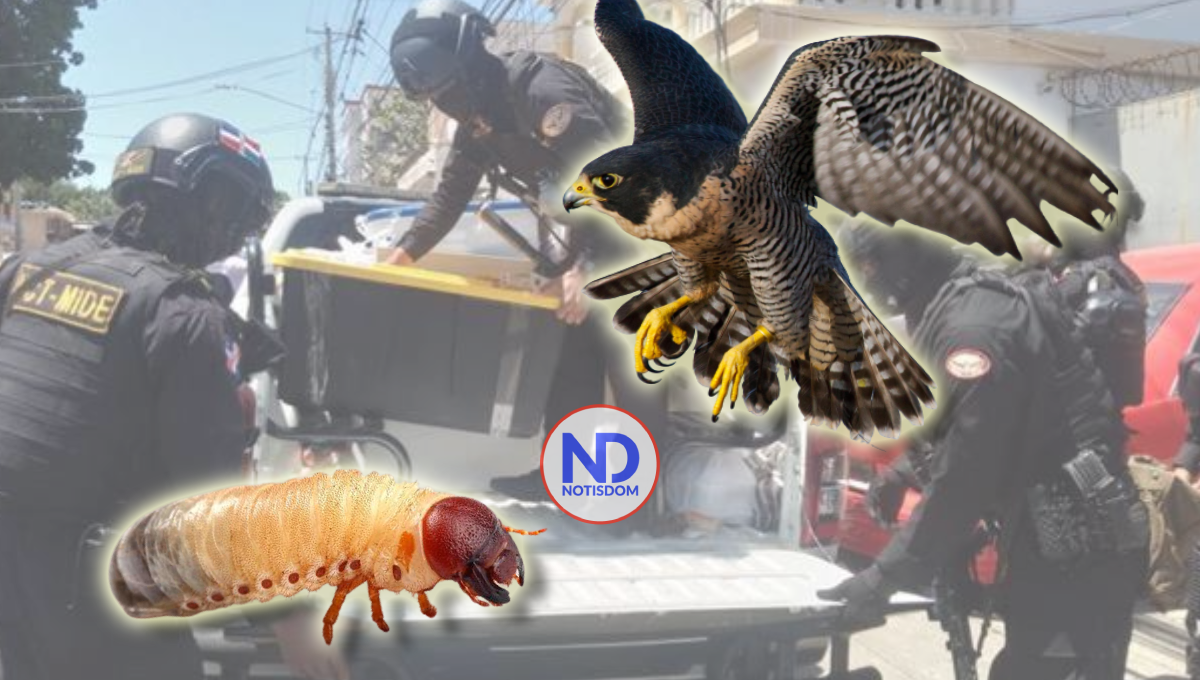 Falcón y Larva, dos operativos contra narcotráfico y lavado en menos de dos meses