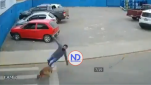 Video | La triste historia del perro que atropelló un hombre que cruzaba la calle