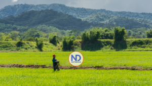 Sector arrocero reconoce esfuerzo del Gobierno para evitar aumento de precios del cereal