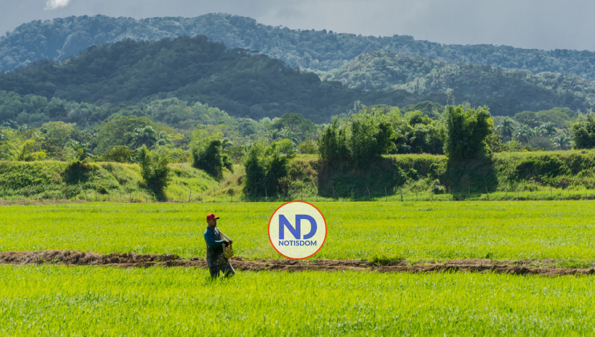 Sector arrocero reconoce esfuerzo del Gobierno para evitar aumento de precios del cereal 2 Sector arrocero reconoce esfuerzo del Gobierno para evitar aumento de precios del cereal