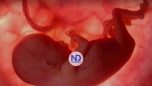 Los genes paternos y maternos intentan controlar los nutrientes en el útero