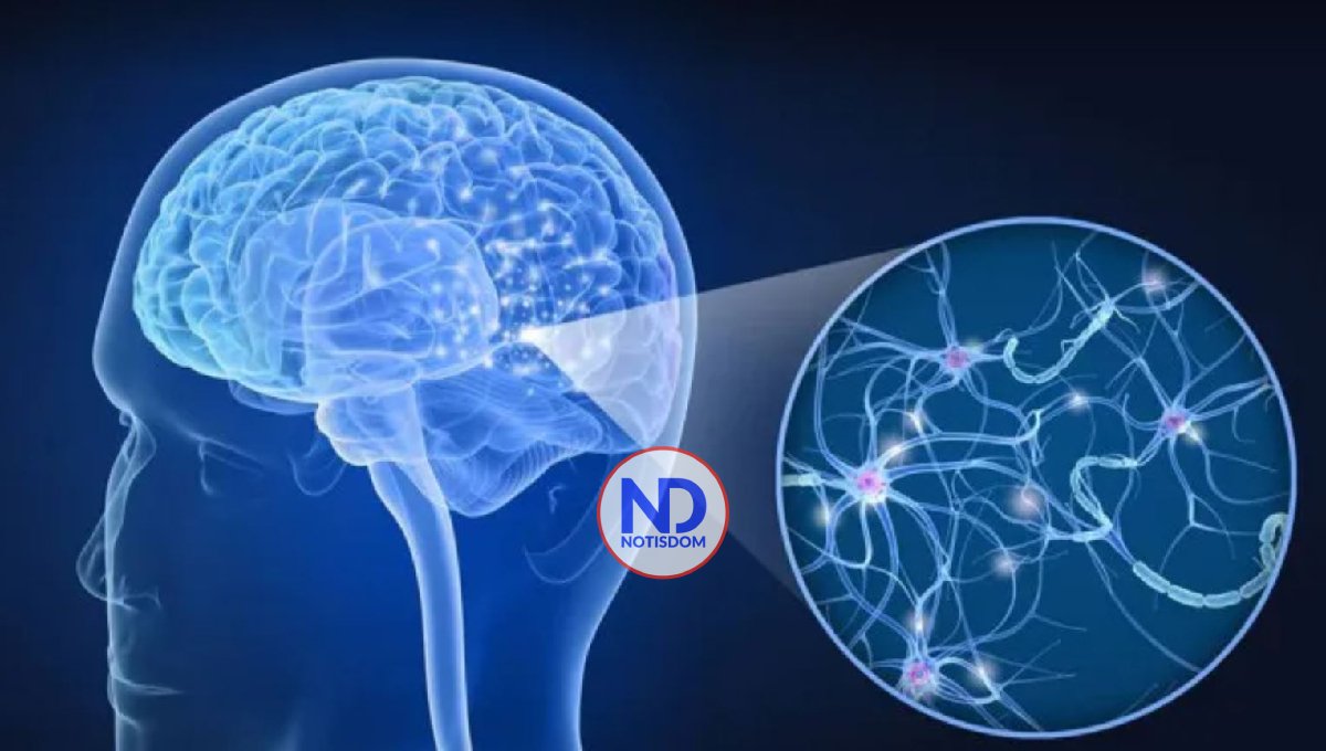 Las neuronas en la corteza olfativa pueden asociar el olor con el espacio