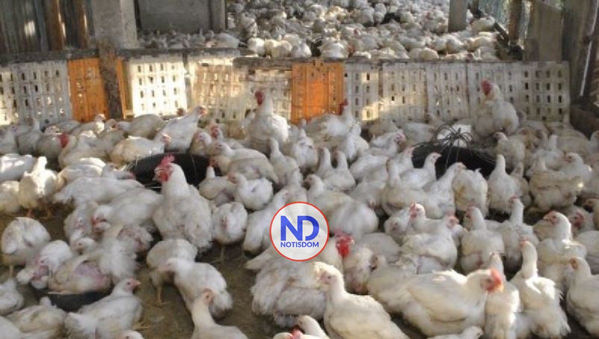 Las autoridades garantizan habrá abundante pollo para navidades