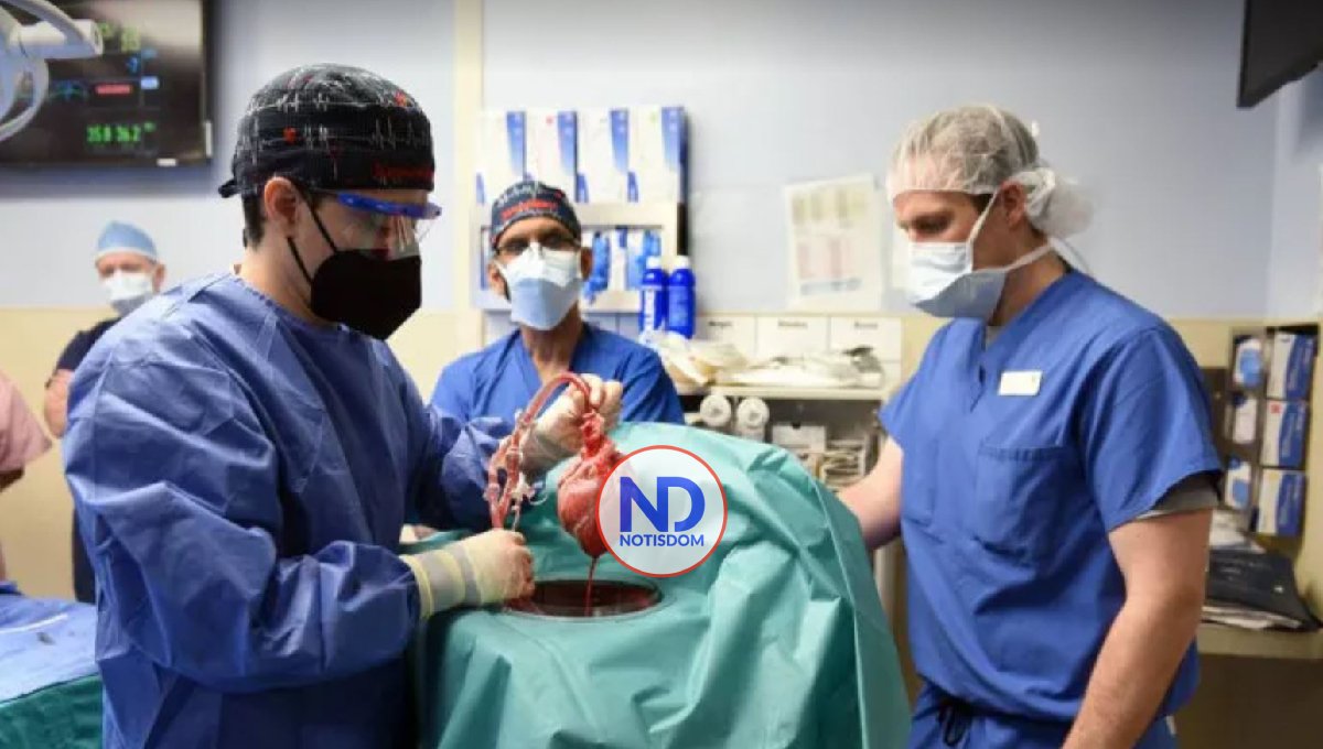 Trasplantan con éxito un corazón de cerdo a un hombre en EE.UU.