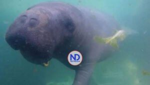 Medio Ambiente sancionará personas que maltrataron manatí Juanita