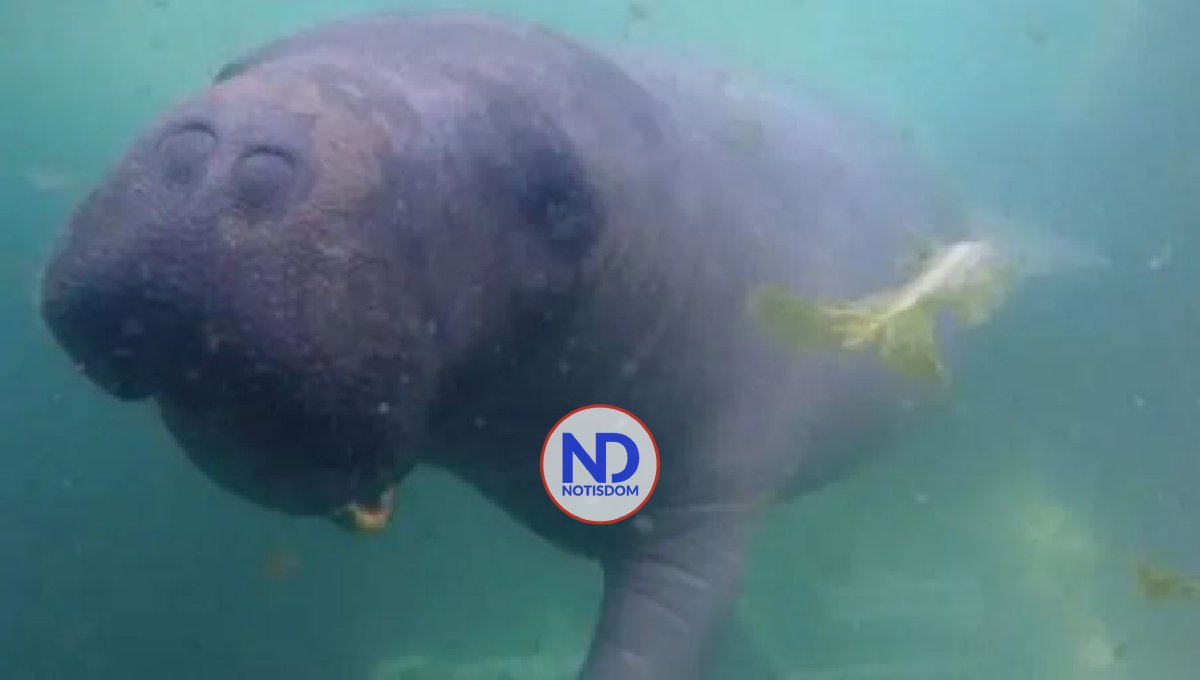 Medio Ambiente sancionará personas que maltrataron manatí Juanita 2 Medio Ambiente sancionará personas que maltrataron manatí Juanita