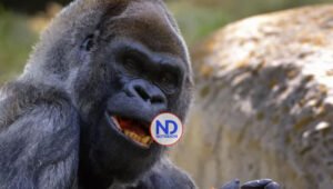 Ozzie, el gorila macho más viejo del mundo muere a los 61 años