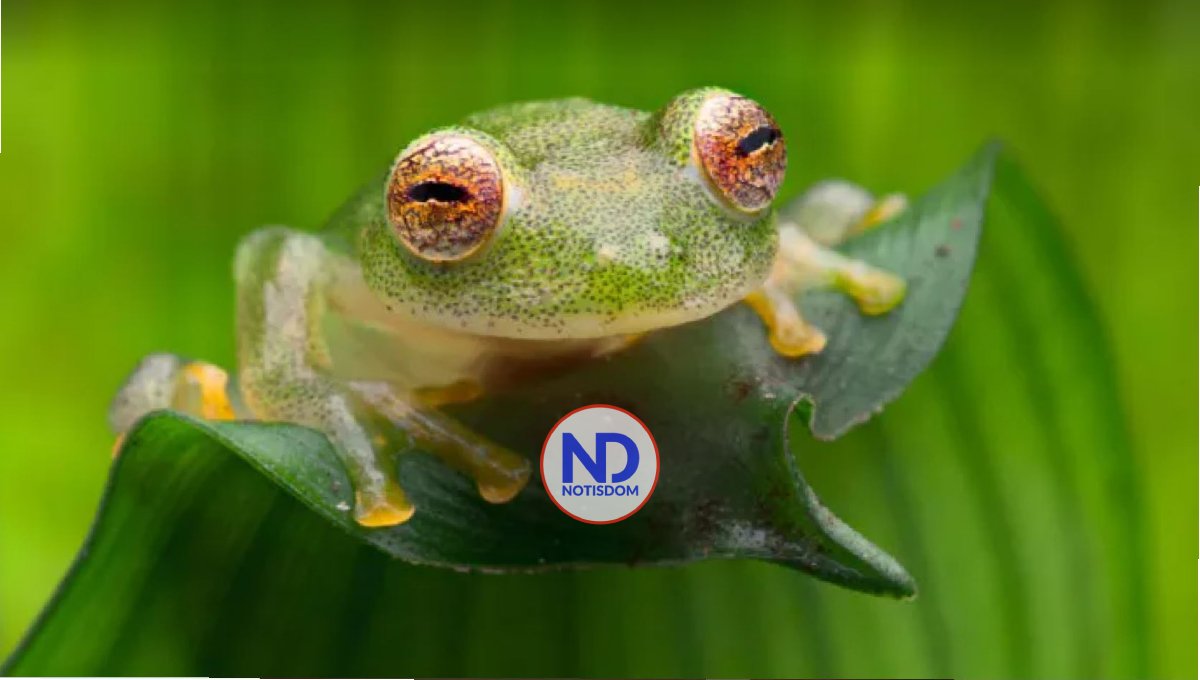 Científicos hacen crecer de nuevo las patas traseras amputadas de ranas