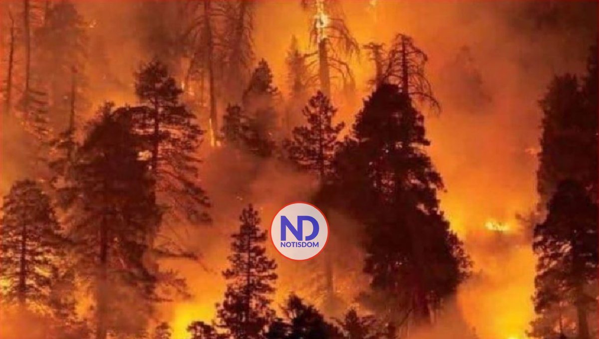 ONU pronostica aumento de incendios forestales excepcionales