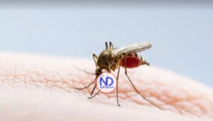 Salud Pública asegura situación del dengue aún no es de preocupación