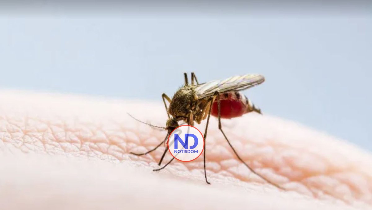 Salud Pública asegura situación del dengue aún no es de preocupación