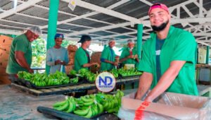 Edesur pone fin a 20 años sin luz de productores de banano