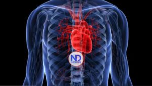 Identifican un mecanismo que puede ser esencial para regenerar órganos