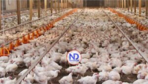 Avicultores opuestos a exención aranceles a productos de canasta