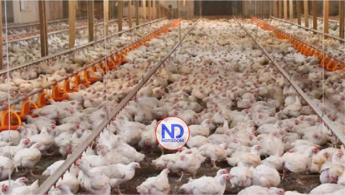 Avicultores opuestos a exención aranceles a productos de canasta 2 Avicultores opuestos a exención aranceles a productos de canasta