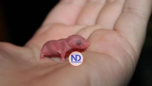 Ratón gestado en China sin padre y logra reproducirse