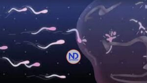 Científicos de Florida crean chip para separar los espermatozoides «buenos»