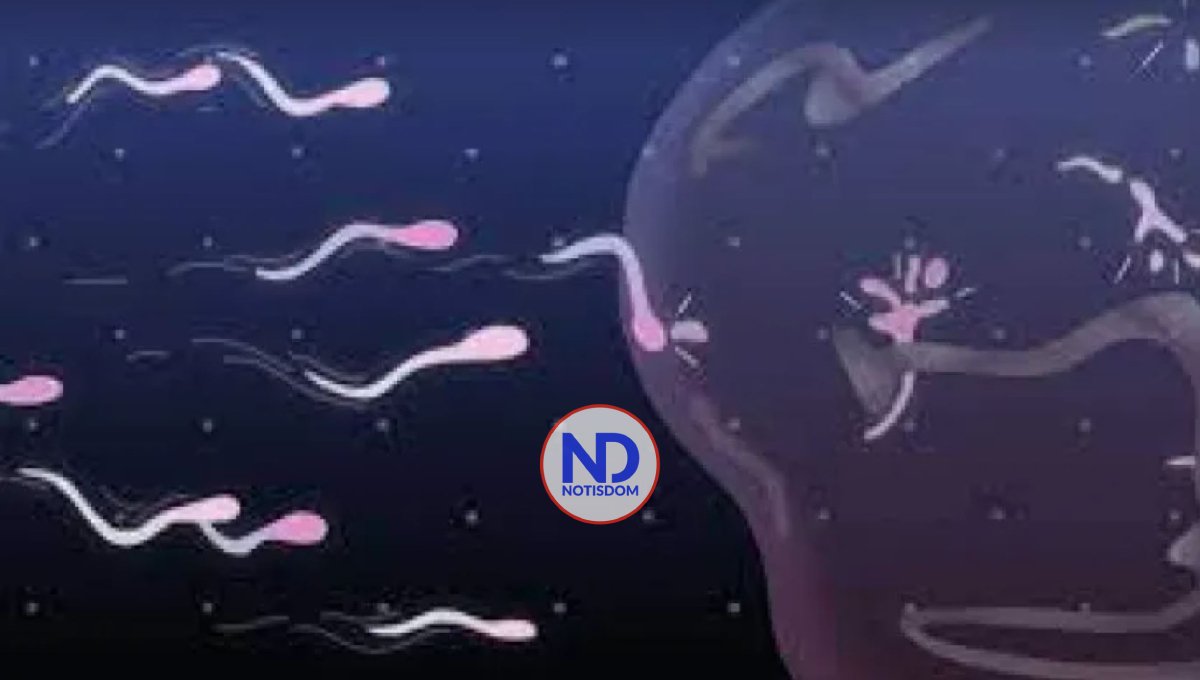 Científicos de Florida crean chip para separar los espermatozoides «buenos»