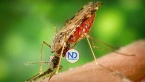 Hoy se conmemora el Día Mundial del Paludismo o Malaria
