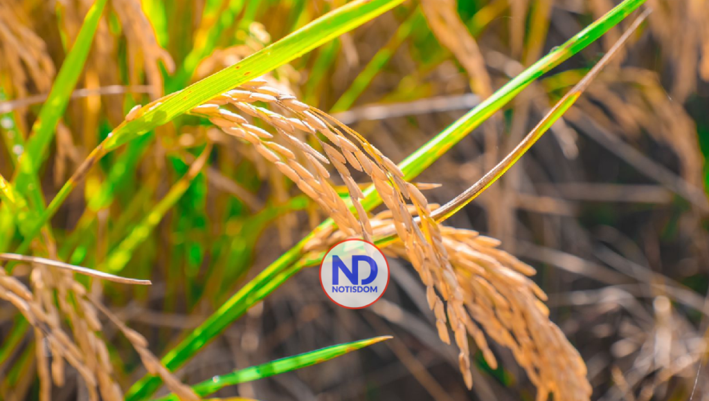 NOTISDOM FOTOS 2022 04 22T164015.383 Presidente Abinader inicia cosecha de arroz 2022 y destaca autosuficiencia alimentaria del país