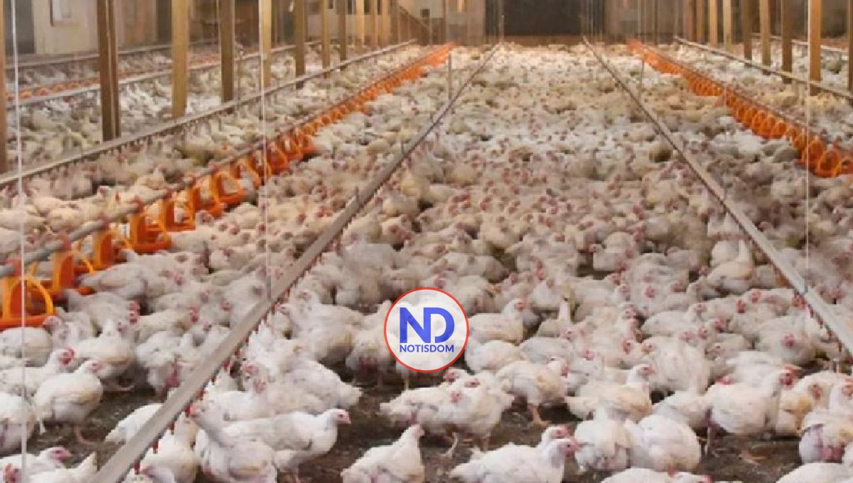 Sector avícola rechaza ley tasa 0 a 67 productos canasta familiar