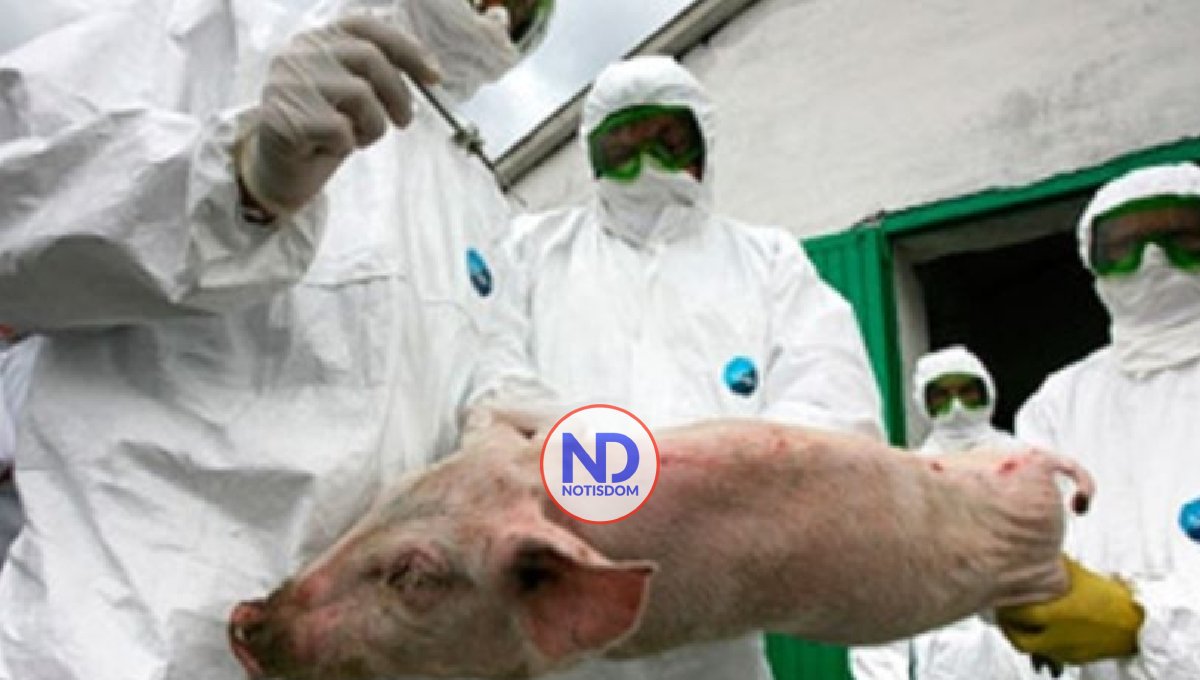 Apoyan acciones de Haití, EE.UU. y RD para erradicar peste porcina